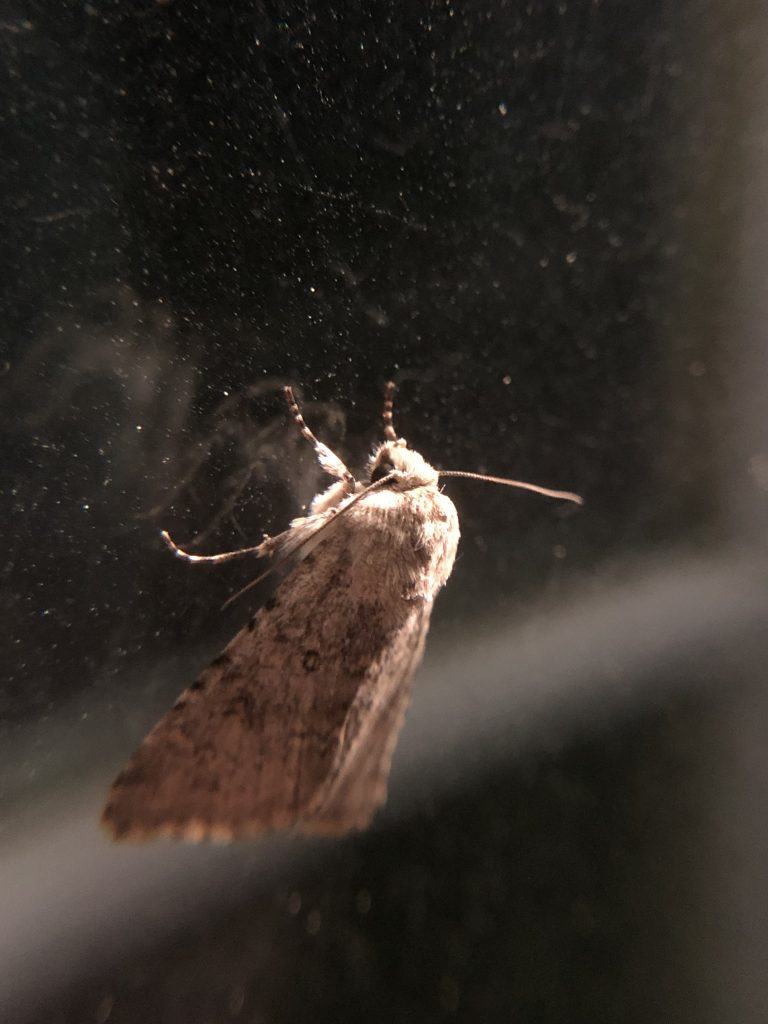 Close-up of moth on storm door