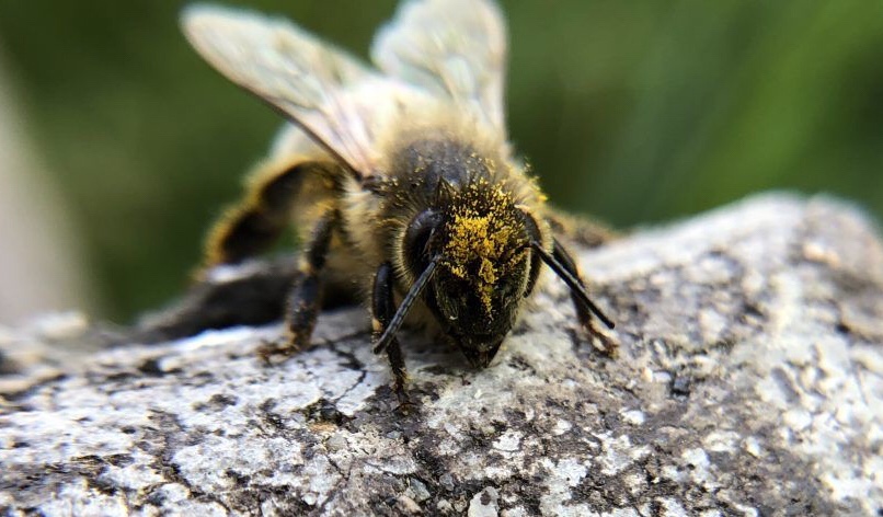 Bee covered in pollen on step
