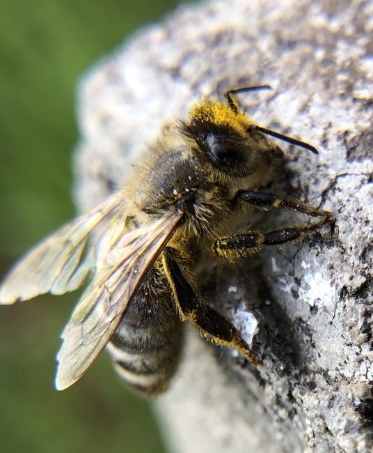 Bee covered in pollen on step