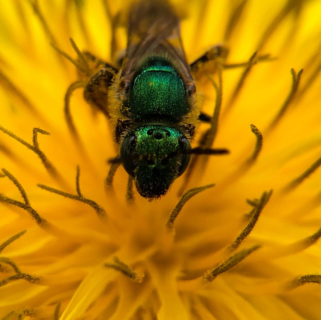 Green Bee on Dandelion