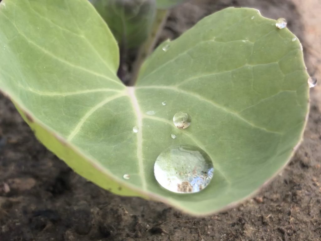 Water drop on a cabbage leaf