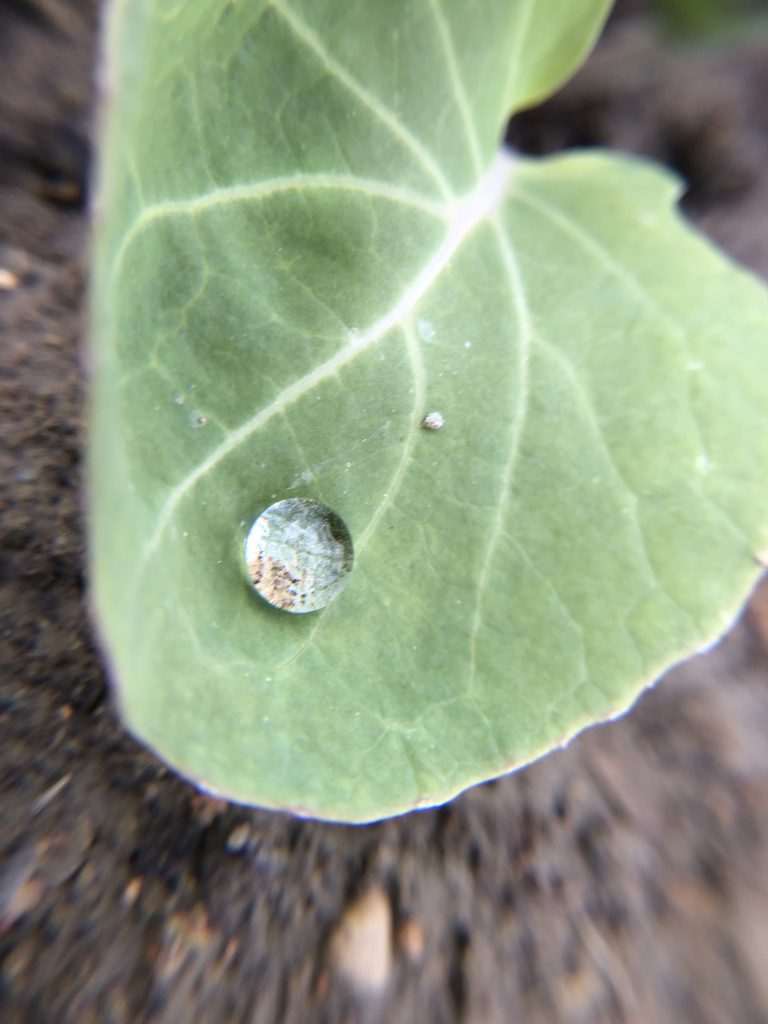 Water drop on cabbage leaf