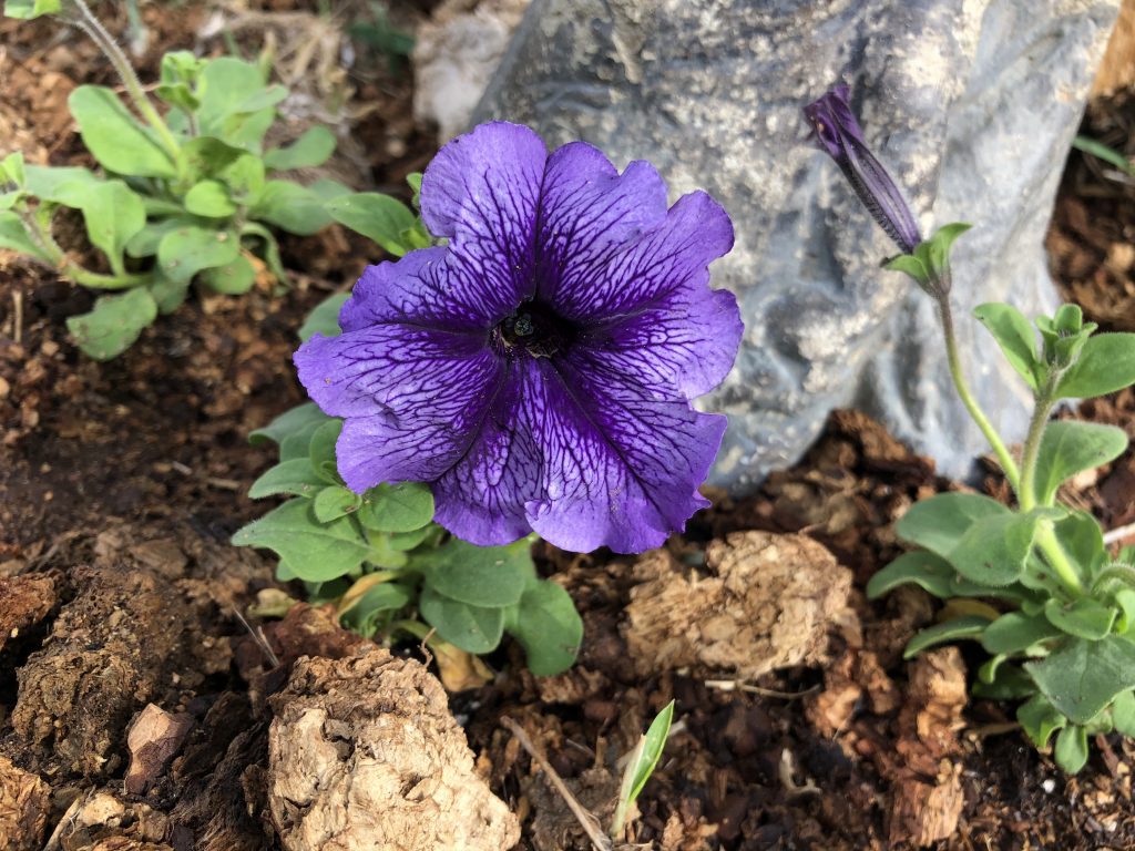 Close up of violet flower 