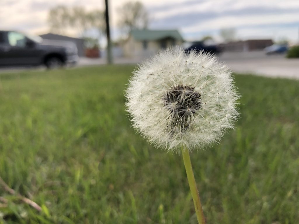 Macro photo of a dandelion cotton ball.