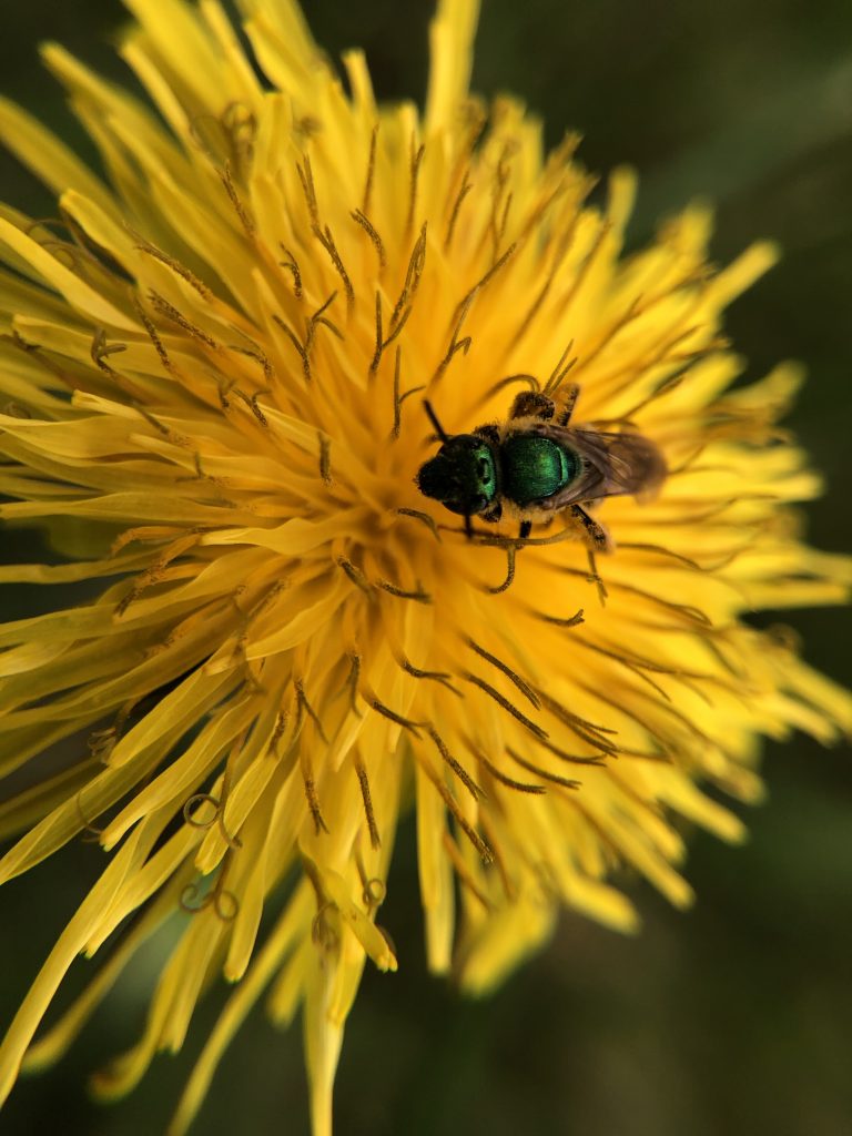 Green Bee on Dandelion
